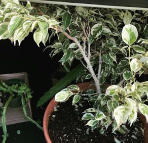 Greens & Things greens things portland 625