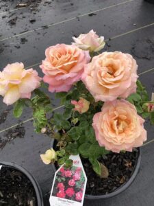 jardin de lourdes san augustine 126