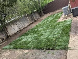 king ranch turfgrass amarillo 875