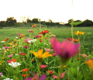 our flower farm fredericksburg 1338