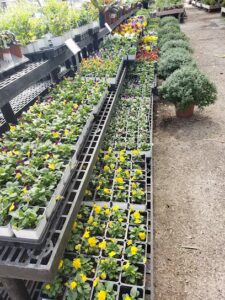 queen bees garden florist azle 544