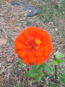 shelleys flowers blossom 1231