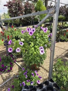 texas gardens plainview 517